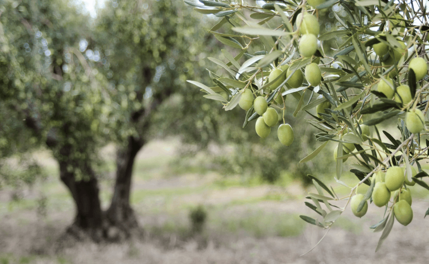 food-tech-polifen-oliveira-850px.png